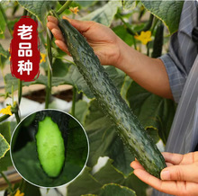 �߮a��Ʒ�N�G���S�ϷN�ӷN����ˮ�����߲��Ϻ����Ӳ˷N�ѷN��ȫ