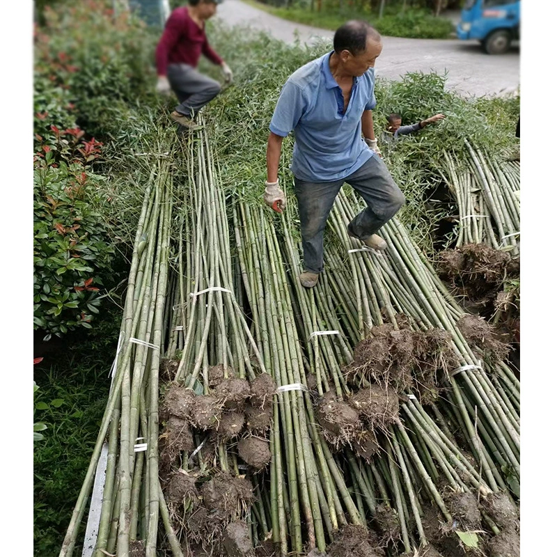 Ганчжу Сычуань Чэнду Ландшафтный дизайн рассады Цветы и деревья Бамбуковые растения Цветы Горшечные растения Зеленые растения