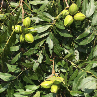 ���������������{���^��������y���Ҙ���Ҙ䮔��ӹ����Ե���