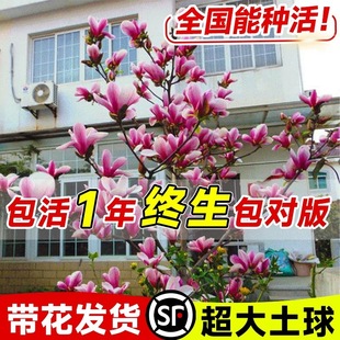 ���m�����玧��������ͥԺ�G���ͺ�ֲ�������ļ������ϰ��ϏV���m