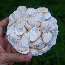 天然海螺白色打孔贝壳创意手工diy风铃项链材料鱼缸造景半斤批发