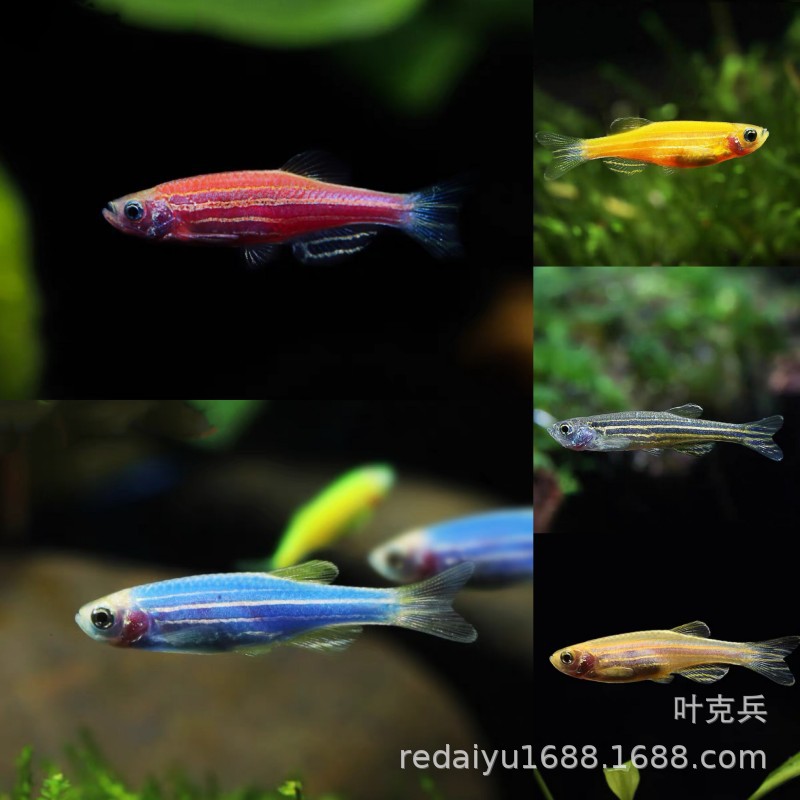 特促！上海热带鱼观赏鱼批发混装斑马彩色糖果斑马鱼耐活好养新手
