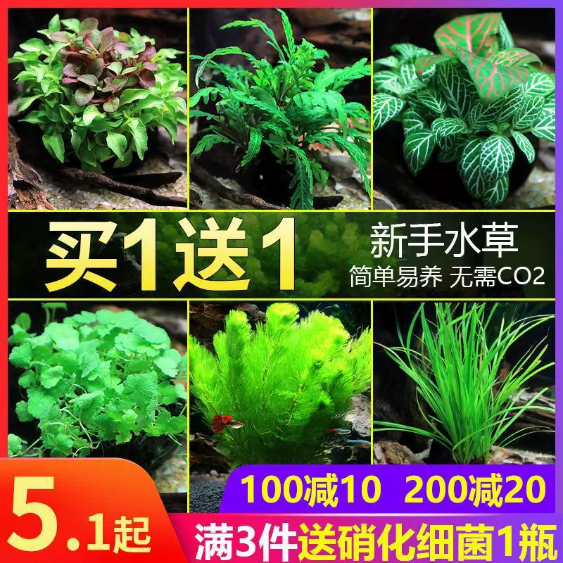 Аквариум для рыбы, живые водные растения, лежащие на земле, настоящая трава, вагинальная гидропоника, ленивая вода, баньян, беспочвенное оксигенация, кусковая трава, ландшафтный дизайн Чанли