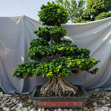 大型小叶榕树 S造型榕树盆景盆栽 绿植室外庭院阳台观茎植物含盆