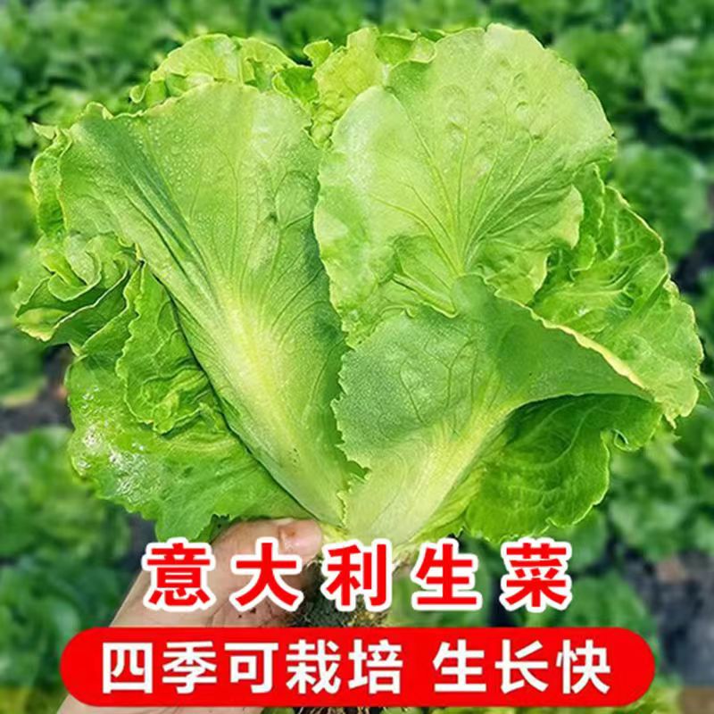Italian Lettuce Seeds Are Not Easy to Bolting Throughout the Year. Lettuce Seeds Can Be Sown in All Seasons