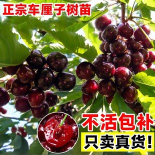 Authentic Cherry Saplings, Large Cherry Saplings, Fruit Trees, Fruit Seedlings, Grafted Dwarf Potted Fruit Trees, Planted in the South and North