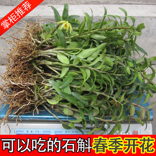 ʳ����Uɽ�����FƤʯ����Nֲ�������mș��ֲ���̨�����辰���l