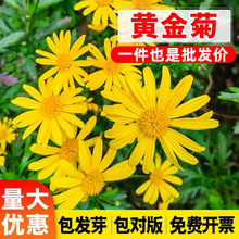 �S��շN�Ӿջ��Ѷ������������ļ����N���^�G��ֲ�����ԷN�Ѷ༾