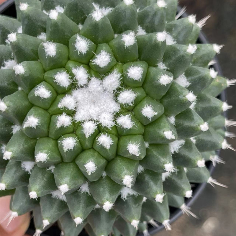 大仙人球コレクション、鉢植えの開花仙人掌、多肉植物、星兜瑞昌玉、玉龍鳳玉、玉翁|undefined