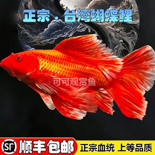 ̨���������������tɫ�uѪ�t�����������β�^�p�~���w��ˮ�~�~��