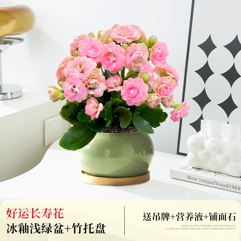 [핑크 더블 꽃잎] 행운과 장수 꽃 + 얼음 유약 연두색 화분 + 대나무 트레이 (봄 포장 포함)