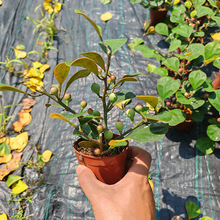 ����ֱ��С������������҃������^��ֲ���ļ��������B���B�Gֲ