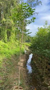 2410B�������l ������ ��ľ��80-100cm��