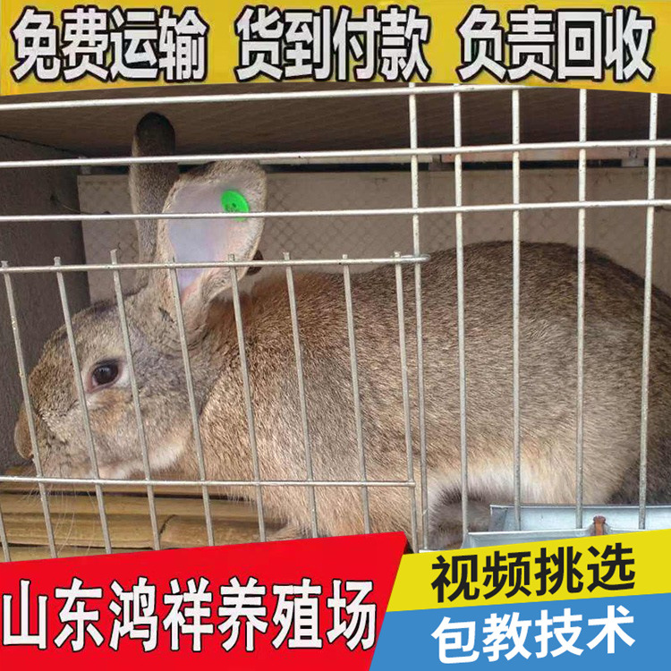 conew_b_9323520210712144955266