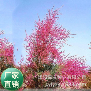 ���l�t�����N�Ӷ�֦�f��С��ľɳĮ��ɳ�����½��G�������o��