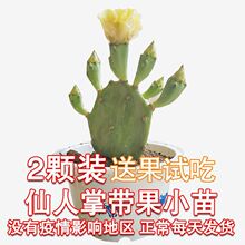 2025���������� �t�� ������ Ұ�� �����ƹ� ��һ��2�w�~�b����