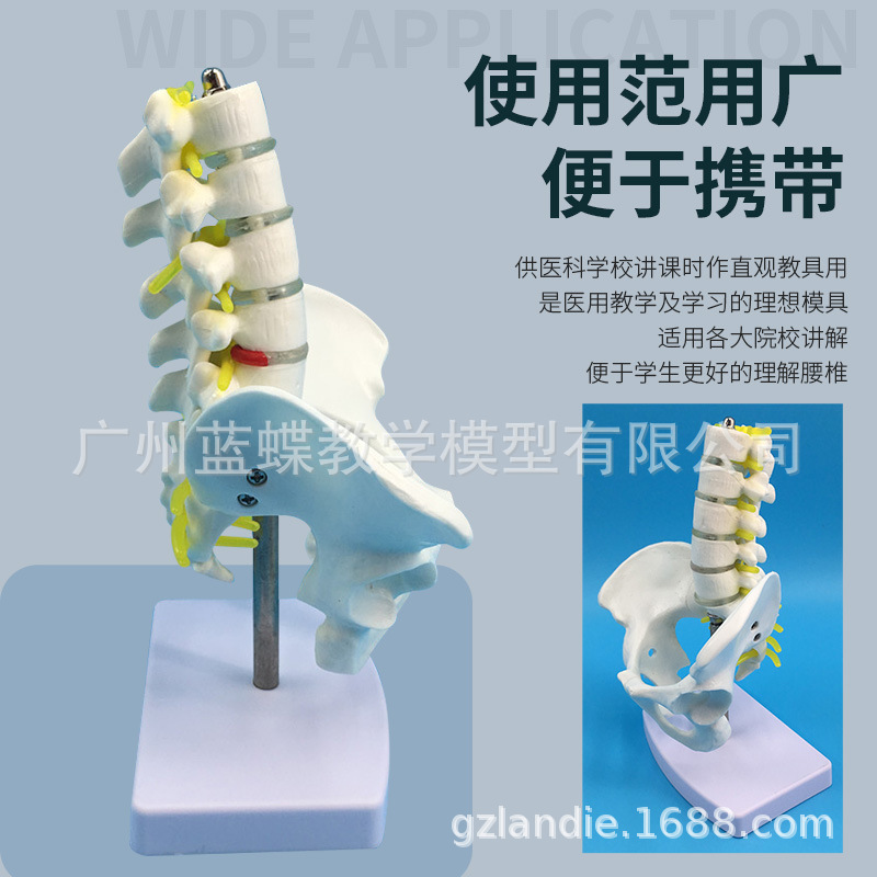 С�͹���������׵ģ�� ������׵β׵β��׵�����񾭹���ģ��