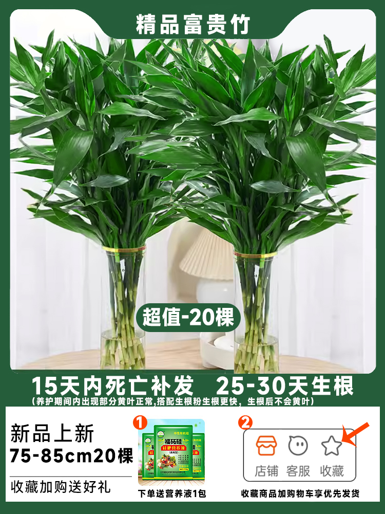 [가성비 좋은 굵은 중대나무 20그루 추천] 행운죽 75- 85cm 10개 구매시 10그루 무료, 영양액 무료