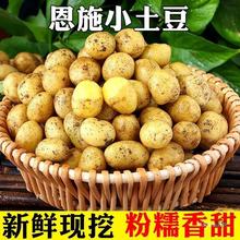 湖北恩施现挖新鲜土豆整箱包邮小土豆农产品黄心马铃薯大蔬菜洋芋