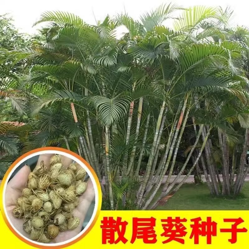 凤尾竹种子散尾葵种子黄椰子种籽凤尾竹紫葵四季盆栽种子花卉垂吊
