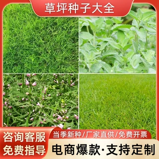 实体批发草坪种子 百慕大草坪种子 矮生百慕大草籽 质量好 芽率高