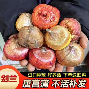 Four-Season Gladiolus Bulbs for Courtyard and Balcony Flower Pots, Cold and Heat Resistant, Easy to Grow Flowering Bulbs