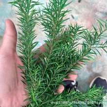 ��Ϲ��S���l����ǧ�ӽ� �������rǧ�ӽ� ��c���c�b���������