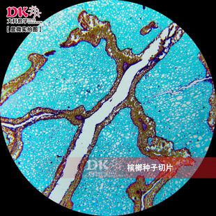 Daye Teaching Microscope Enthusiasts Special Exquisite Set Mixed Sheet Test Machine Special Slide 17 Pieces