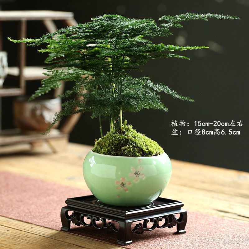 구형 벚꽃 매화 청소 + 사각형 트레이 + 아스파라거스 심기