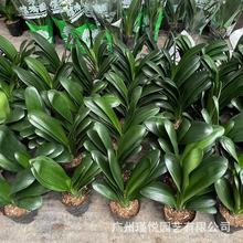 君子兰盆栽带花苞老苗室内绿植和尚花园花卉蕙兰盆景四季君子兰