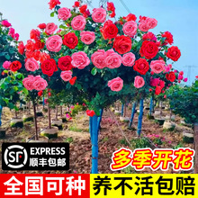 �����ǘ䘶�¼������ļ��_���ܘ�������ͥԺ�ش�õ�廨������ֲ��