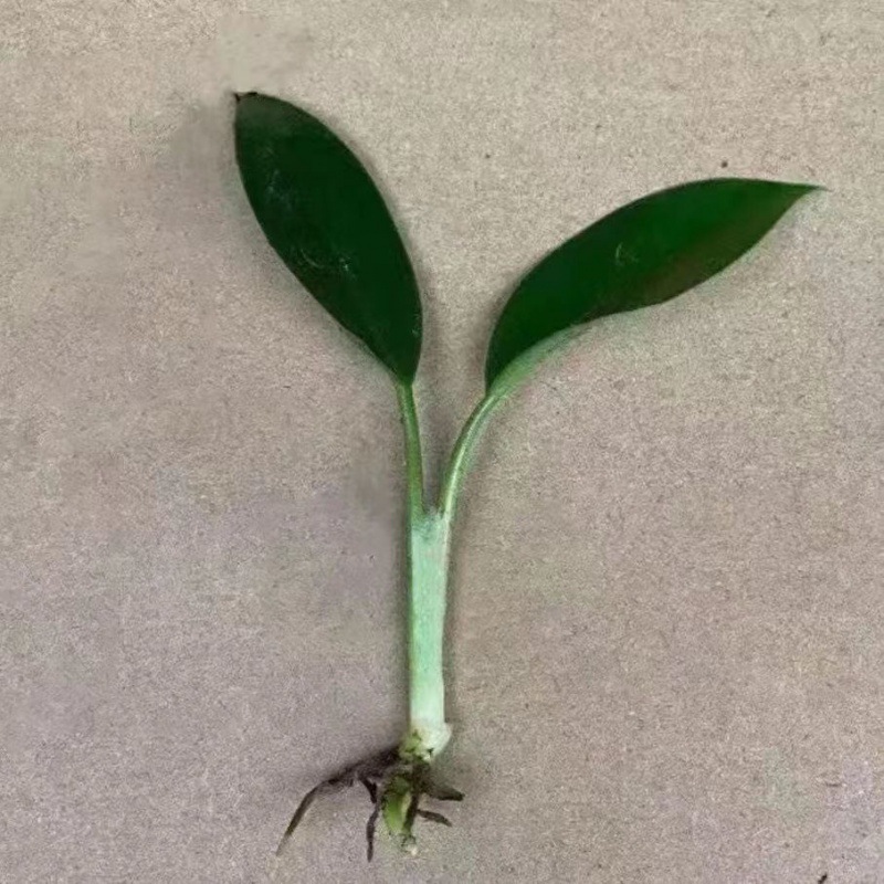 골든 다이아몬드 모종 6~11cm +비료