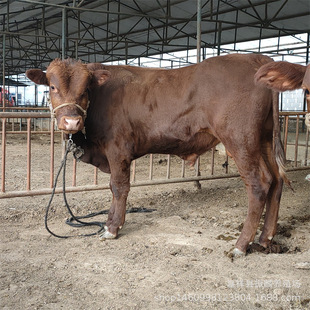 ��ľٝ��ţ�Bֳ���� �������T����ţ�r�� ������ľٝţ