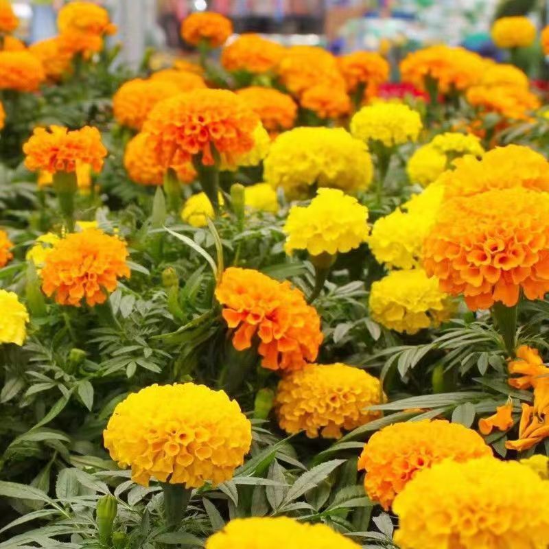 Venta al por mayor de semillas de flores y plantas eustoma malvarrosa peonía cobre dinero hierba margarita rosa sol peonía flor combinación de flores