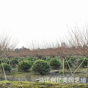 ��ͩ��ڷ�80-150���֌�����