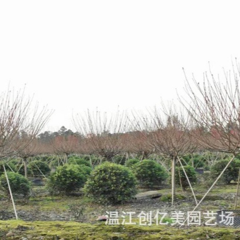 海桐球冠幅80-150公分宝珠香