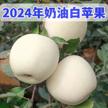 山东奶油苹果新鲜富士整箱牛奶鲜果孕妇营养水果当季现摘现发礼盒