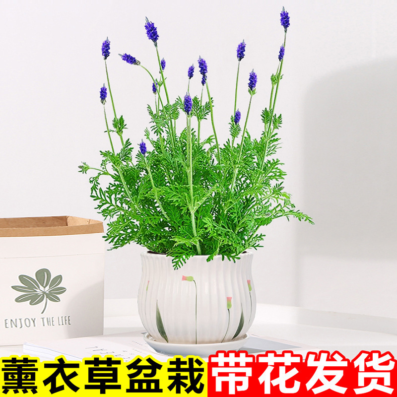 Lavender Potted Vanilla Flower Seedlings with Buds Perennial Strong-Scented Florals Indoor and Outdoor Four-Season Mosquito Repellent Plants