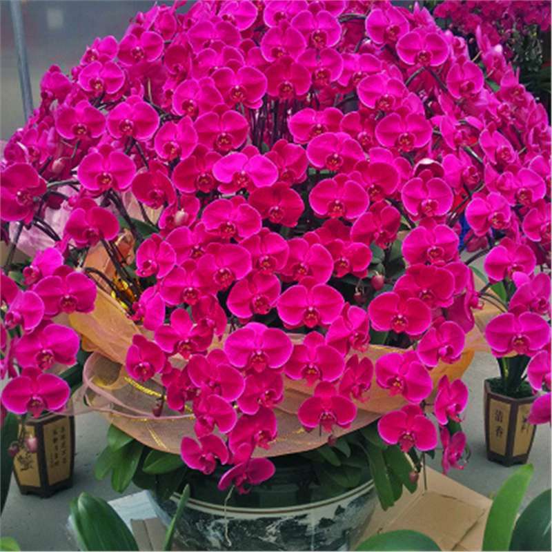 Cuatro estaciones mariposa orquídea plántulas en maceta balcón interior sala de estar flores plantas florecen con flores de maceta original