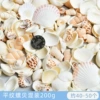 Plain snail shell mixed with 200g (about 40-50 pieces)