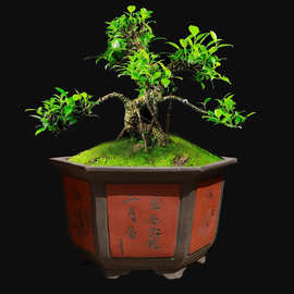 大型紫砂花盆大号特大户外庭院龟背竹大发财树大树桩高款厂家批发