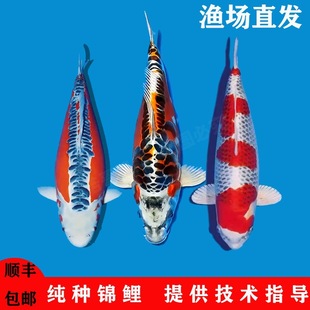 �ձ��N�\����ȸ����x�����~�^�p�~��ˮ��ˮ�~���B���B��Ʒ�\��