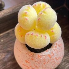 彩【锦】萌熊爪熊童子多肉植物彩色熊掌新款网红多肉阳台室内可爱