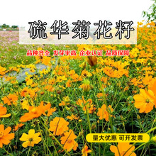 l򻯾շNӻS˹ջNļ׷NؚAշN