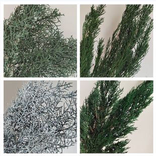 �����Ȱ��~�ɰ�֦�l��ؘ��}�Q���bɻ�����¹����������޹Ϟ�T