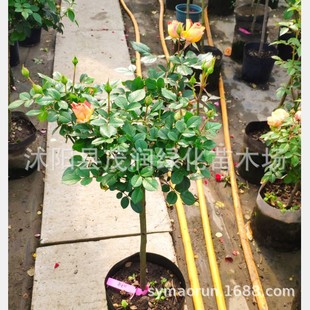 �¼���ͥԺ���Ե����¼��ߗU����¼�õ����¼��䘶�¼���ɫ