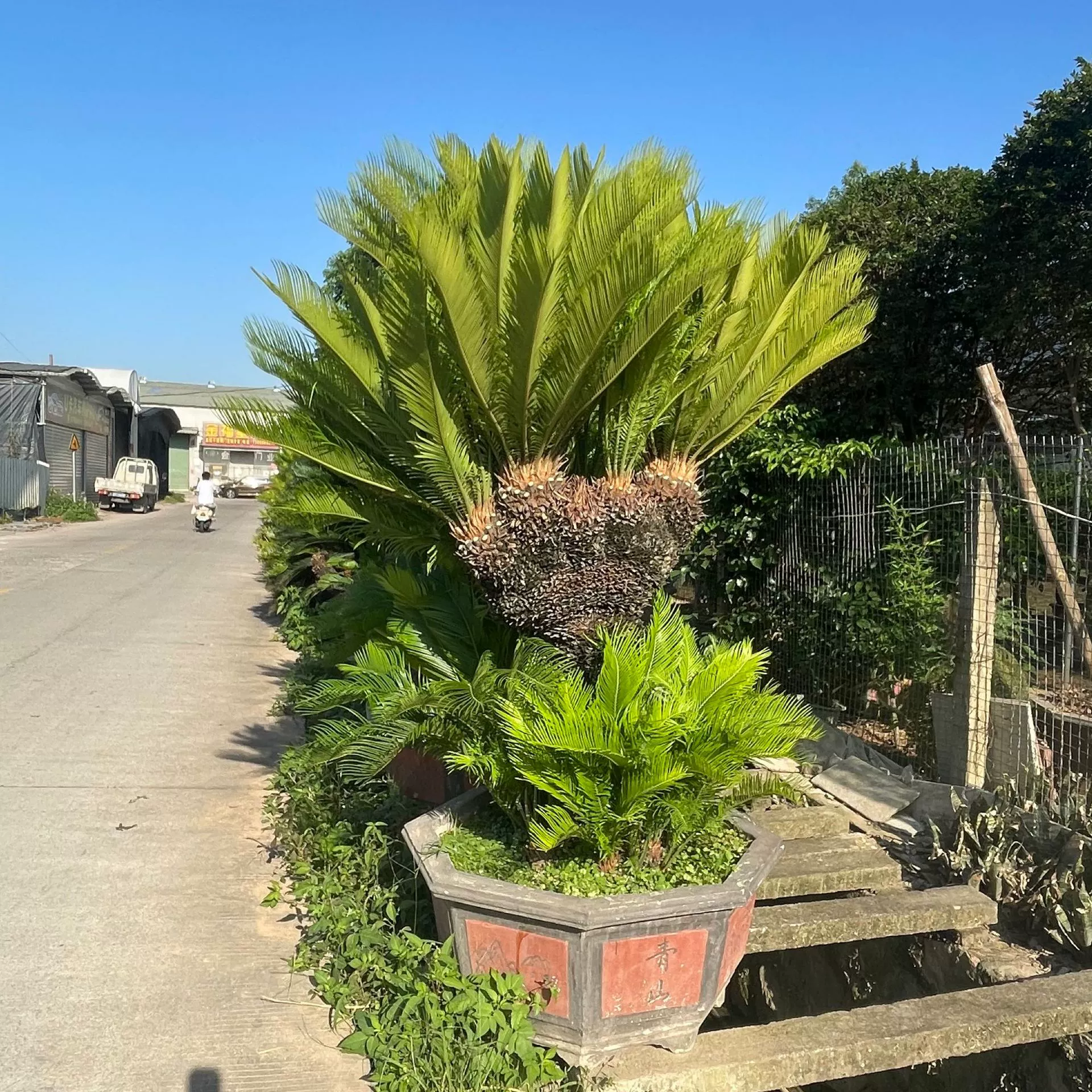 Оптовая продажа многоствольных железных бонсай из Чжэцзяна, старые железные бонсай из Фуцзяня, предложения по железным бонсай из Гуандуна