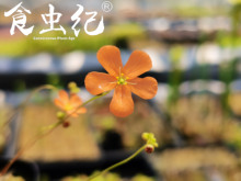 白托迷你茅膏菜福袋食虫植物 捕蝇草 瓶子草 猪笼草 捕虫堇 狸藻