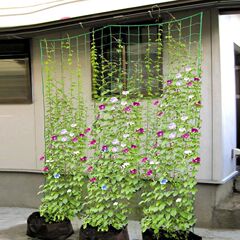 18株の園芸植物は藤網の緑色の園芸の方の格子に登ります。