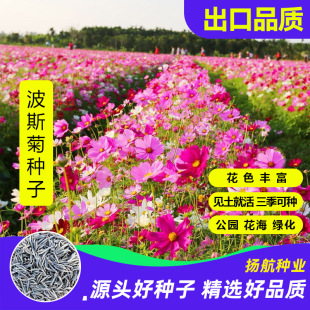 ��˹�ջ��N�Ӹ�ɣ���߲��ļ��_���׻��ͥԺ����Ұ���N�ݻ���